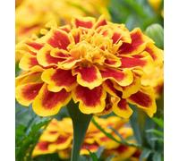 Carbeth Plants Marigold Bedding Plants - 3 X 6 Pack French Durango Bee Yellow And Red Bedding Plant