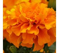Carbeth Plants Marigold Bedding Plants - 3 X 6 Pack French Orange Bedding Plant