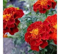 Carbeth Plants Marigold Bedding Plants - 3 X 6 Pack French Red Bedding Plant