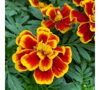 Carbeth Plants Marigold Bedding Plants - 6 Pack French Durango Bee Yellow And Red Bedding Plant
