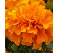 Carbeth Plants Marigold French Orange Bedding Plants - 12 Pack - Colourful Summer Flowering Outdoor Garden Ready Plants