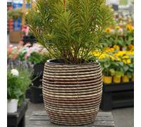 Carbeth Plants Mica Plant Pot - Stylish Dark Brown Rattan Cane - Medium