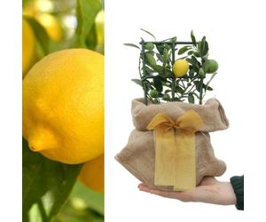 Carbeth Plants Mini Citrus Lemon Tree In Hessian Gift Wrap - Indoor Plant With Edible Lemons