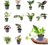 Carbeth Plants Mini Indoor Plant Pick And Mix - 3 X Mixed Varieties All In 6Cm Pots
