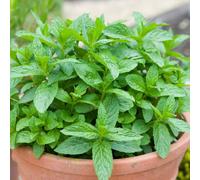 Carbeth Plants Mint Herb Plant In 14Cm Pot - Mentha For Culinary Use