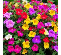 Carbeth Plants Mirabilis Jalapa 10 X Bare Root - Vibrant Evening Blooms In Mixed Colours