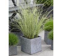 Carbeth Plants Miscanthus 'morning Light' - Chinese Silver Grass Growing In 9Cm Pot - Produces Pinkish/white Plumes In Summer (1 Plant)
