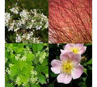 Carbeth Plants Mixed Native Colourful 40 X Bare Root Hedging Mix - Multi Season Wildlife Hedging