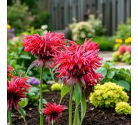 Carbeth Plants Monarda Didyma Cambridge Scarlet Plant 1 X 9Cm Pot - Bee Balm Hardy Summer Flowering Perennial For Borders & Wildlife Gardens