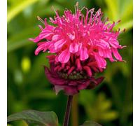 Carbeth Plants Monarda Pink Supreme Plant 3 X 9Cm Pots - Bee Balm Hardy Summer Flowering Perennial For Pollinators For Borders & Wildlife Gardens