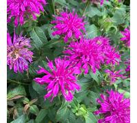 Carbeth Plants Monarda Purple Lace Plant 3 X 9Cm Pots - Bee Balm Hardy Summer Flowering Perennial For Pollinators For Borders & Wildlife Gardens