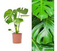 Carbeth Plants Monstera Cheese Plant Around 40-50Cm In Height - Includes Mint Indoor Pot