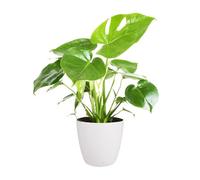 Carbeth Plants Monstera Cheese Plant Around 40-50Cm In Height - Includes White Indoor Pot