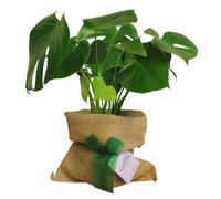 Carbeth Plants Monstera Cheese Plant In Hessian Gift Wrap & Gift Card - Fantastic Plant Gift