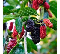 Carbeth Plants Mulberry Mojo Berry In 9Cm Pot - Dwarf Fruit Plant - Morus Rotundiloba - Compact Bushy Habit