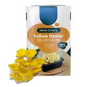 Carbeth Plants Mushroom Growing Kit Yellow Oyster - Beginner Friendly Ready To Grow Educational Kit - Easy To Use Gardening Gift - Grow Your Own