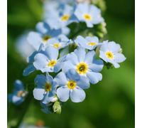 Carbeth Plants Myosotis Palustris - Pond Plant In 9Cm Pot - Water Forget-Me-Not