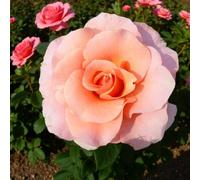 Carbeth Plants Myveta Rose - Fragrant Pink Floribunda Rose Bush In 3 Litre Pot - Easy To Grow