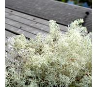 Carbeth Plants Natural Reindeer Moss 500G Box - Natural Preserved Moss For Crafts, Terrariums & Display