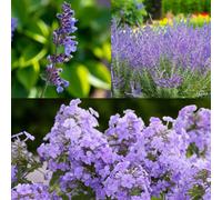 Carbeth Plants Nepeta Six Hills, Perovskia Blue Spire & Phlox Blue Paradise 6 X Bare Root Mix