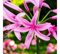 Carbeth Plants Nerine Bowdenii 25 X Summer Bulbs - Bright Seasonal Plants For Borders & Pots