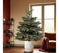 Carbeth Plants Noble Fir Pot Grown Christmas Tree - Real Living Evergreen Potted Festive Tree - Fresh Premium Reusable Xmas Indoor Outdoor Plant in Pot (4ft (120cms))