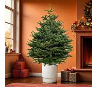 Carbeth Plants Nordmann Fir Pot Grown Christmas Tree - Real Living Evergreen Potted Festive Tree - Fresh Premium Reusable Xmas Indoor Outdoor Plant in Pot (6ft (180cms))