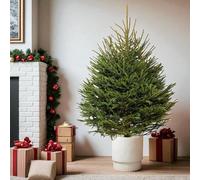 Carbeth Plants Norway Spruce Pot Grown Christmas Tree - Real Living Evergreen Potted Festive Tree - Fresh Premium Reusable Xmas Indoor Outdoor Plant in Pot (5ft (150cms))