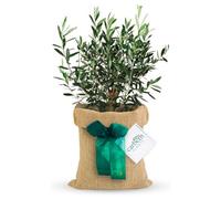Carbeth Plants Olive Tree 'olea Europaea' In 14Cm Pot With Hessian Gift Wrap - Gift Card Included - Outdoor Fruit Tree