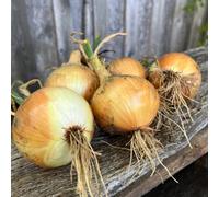 Carbeth Plants Onion Ailsa Craig Vegetables 1 X 6 Pack Plants - Outdoor Garden Ready Large Globe Onion Variety - Easy To Grow High-Yielding Crop