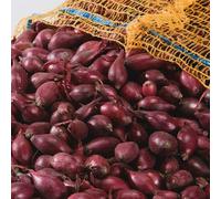 Carbeth Plants Onion Electric 500G Vegetable Sets - Autumn Planting Red Onion Bulbs - Sweet Flavoured Easy To Grow - Grow Your Own Vegetables