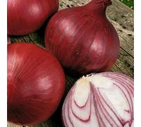 Carbeth Plants Onion Red Baron Vegetable Plant - 6 Pack - Easy Grow Kitchen Garden