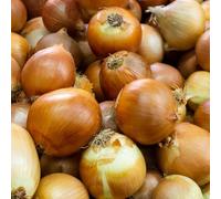 Carbeth Plants - Onion Sets Corrado 100 x Vegetable Bulbs - 500g Yellow Spring Planting Quality Sets - Reliable High Yielding Variety Easy to Grow - Perfect for Outdoor UK Growing