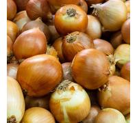 Carbeth Plants Onion Sets Corrado 100 X Vegetable Bulbs - Yellow Spring Planting Quality Sets - High Yielding Easy To Grow Perfect For Uk Growing