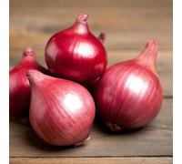 Carbeth Plants Onion Sets Karmen 100 X Vegetable Bulbs - Red Spring Planting Quality Sets - High Yielding Easy To Grow Perfect For Uk Growing