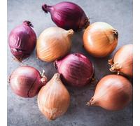Carbeth Plants - Onion Sets Mix 150 x Vegetable Bulbs - 750g of Three Mixed Spring Planting Quality Sets - Reliable High Yielding Easy to Grow Varieties - Perfect for Outdoor UK Growing