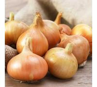 Carbeth Plants - Onion Sets Setton 100 x Vegetable Bulbs - 500g Yellow Spring Planting Quality Sets - Reliable High Yielding Variety Easy to Grow - Perfect for Outdoor UK Growing