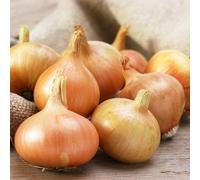 Carbeth Plants Onion Sets Setton 100 X Vegetable Bulbs - Yellow Spring Planting Quality Sets - High Yielding Easy To Grow Perfect For Uk Growing