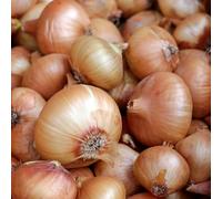 Carbeth Plants - Onion Sets Sturon 100 x Vegetable Bulbs - 500g Yellow Spring Planting Quality Sets - Reliable High Yielding Variety Easy to Grow - Perfect for Outdoor UK Growing