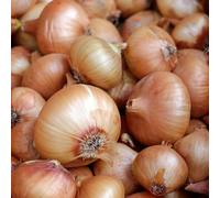 Carbeth Plants Onion Sets Sturon 100 X Vegetable Bulbs - Yellow Spring Planting Quality Sets - High Yielding Easy To Grow Perfect For Uk Growing