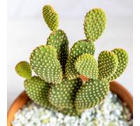 Carbeth Plants Opuntia Microdasys Bunny Ears Cactus In 8.5Cm Pot - Indoor Cactus Plant