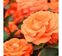 Carbeth Plants Orange 3-Litre Pot Vibrant Hybrid-Tea Rose Patio Roses Floribunda Rose Fragrant Shrub