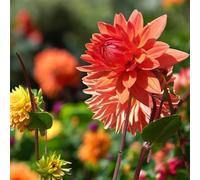 Carbeth Plants Orange Nugget Dahlia 8 X Summer Bulbs - Bright Seasonal Plants