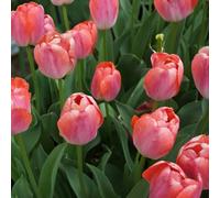 Carbeth Plants Orange Pride 30 X Tulip Bulbs - Spring Flowering Perennials