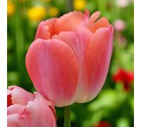 Carbeth Plants Orange Pride 60 X Tulip Bulbs - Spring Flowering Perennials