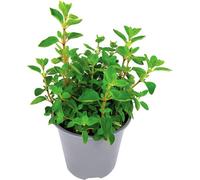 Carbeth Plants Oregano Herb Plant In 14Cm Pot - Oreganos For Culinary Use - Ready To Plant