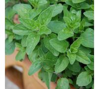 Carbeth Plants Oregano In 14Cm Pot - Herb Plants - Grow Your Own Herb Garden - Culinary Use