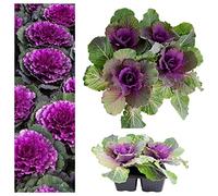 Carbeth Plants Ornamental Cabbage Red Pigeon - Pack Of 4 Plants