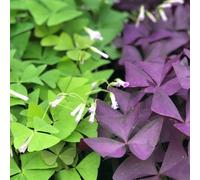 Carbeth Plants Oxalis Indoor Plant 3 X 12Cm Pot - Mixed Colourful False Shamrock Flowering Foliage Houseplant For Bright Rooms & Windowsills