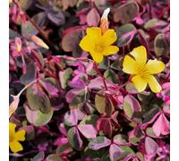 Carbeth Plants Oxalis Spiralis Crazy Pink 2 X 12Cm Pot - Hardy Perennial Shamrock Foliage Plant